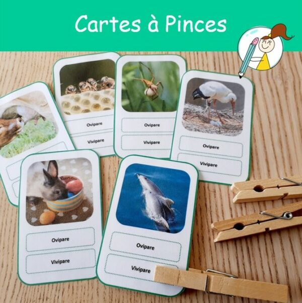 Cartes à pinces ovipares et vivipares