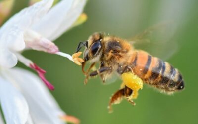 Découvrir l’abeille